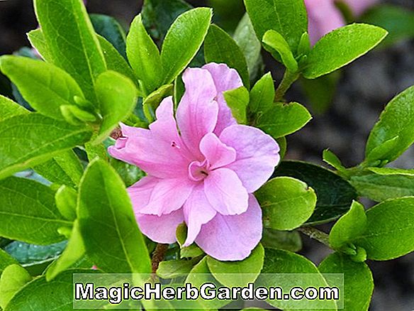 Rhododendron (Sherbrook Robin Hill Hybride Azalee) - #2