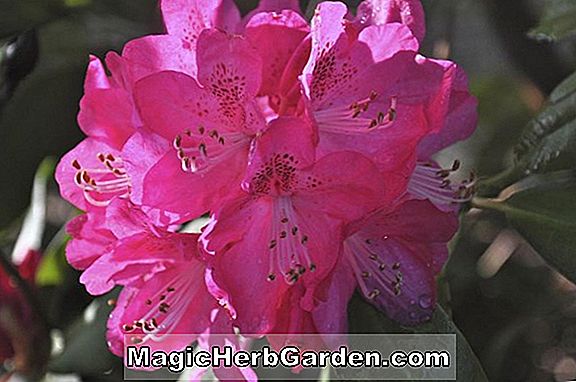 Rhododendron (Souvenir des Präsidenten Carnot Gent Hybrid Azalea) - #2