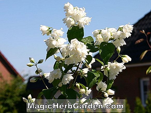 Rhododendron (Stella Hines Hines Hybrid Azalea) - #2