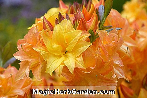 Rhododendron (Star Rubin Greenwood Hybrid Azalee) - #2