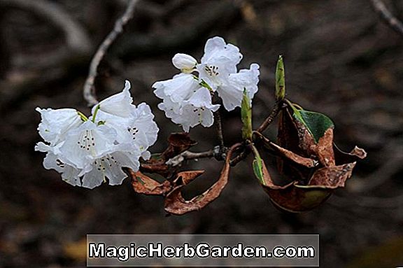 Pflanzen: Rhododendron (Tweed Knap Hügel Azalee) - #2