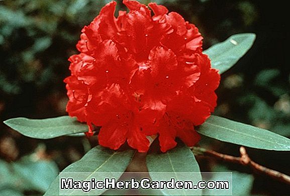 Pflanzen: Rhododendron (Vineland Flamme Exbury Azalee)