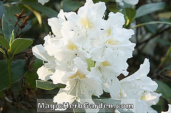 Pflanzen: Rhododendron (Weißer Mond Robin Hill Hybrid Azalea) - #2