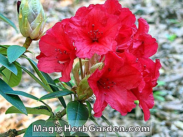 Rhododendron (Bolero Greenwood Hybride Azalee) - #2