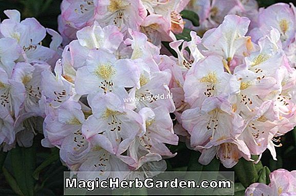 Rhododendron (Brickdust Ilam Hybride Azalee)