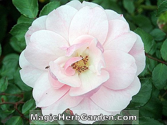 Rhododendron (Bourbon Supreme Ilam Hybride Azalee) - #2