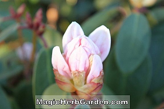 Pflanzen: Rhododendron (Canterbury Ilam Hybride Azalee)