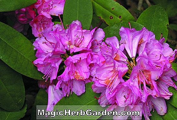 Rhododendron (Catherine Rinke Mollis Hybride Azalee)