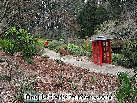 Pflanzen: Rhododendron (Cherryblossom Kurume Azalea) - #2