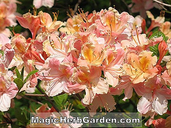 Rhododendron (Clarice Exbury Azalee)