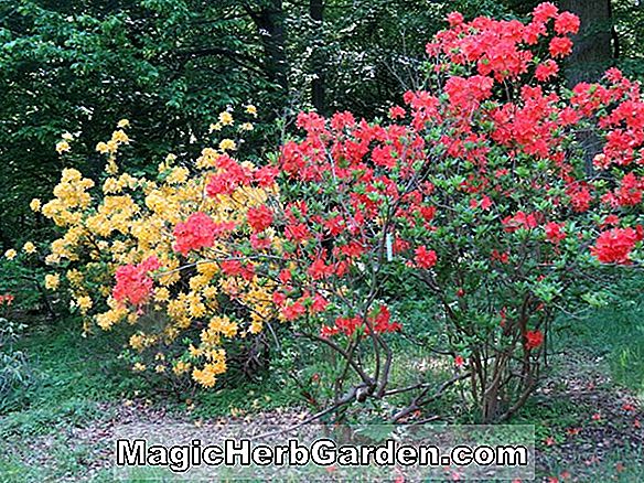 Rhododendron (Cottage Rüschen belgische indische Azalee) - #2