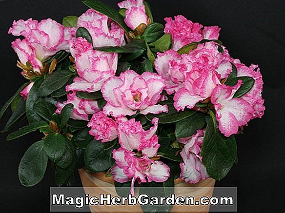 Rhododendron (Deutsche Perle Azalée Indienne Belge) - #2