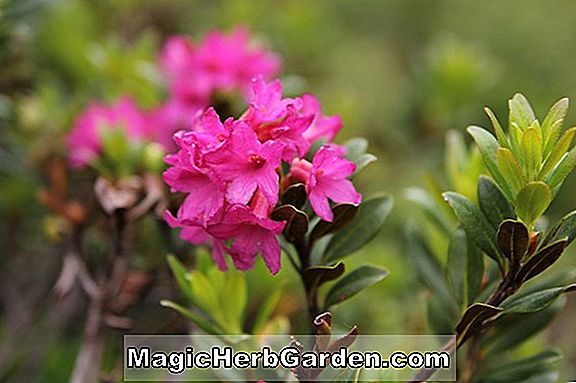 Rhododendron (Goldener Ruhm Exbury Azalea) - #2