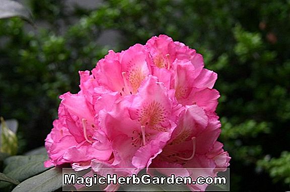 Rhododendron (Anna Pavlova Knap Hügel Azalee)