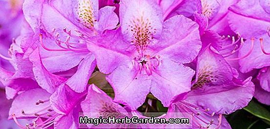 Rhododendron (Greenwood Pink Greenwood Hybride Azalee)