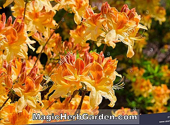 Rhododendron (Goldene Guinea Knap Hill Azalee) - #2
