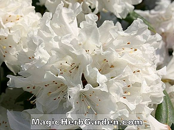 Rhododendron carolinianum (Dora Amateis Carolina Rhododendron) - #2