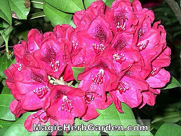 Pflanzen: Rhododendron catawbiense (Lord Roberts Catawba Rhododendron) - #2