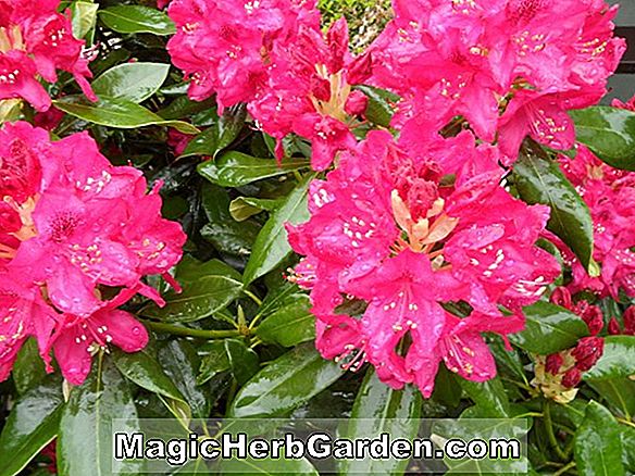 Plantes: Rhododendron (Colonel F.R. Durham Mollis Hybrid Azalea) - #2
