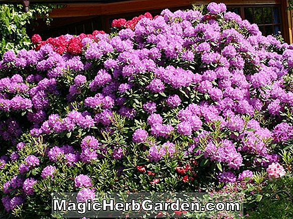 Rhododendron-Hybride (Damozel Glenn Dale Azalea) - #2