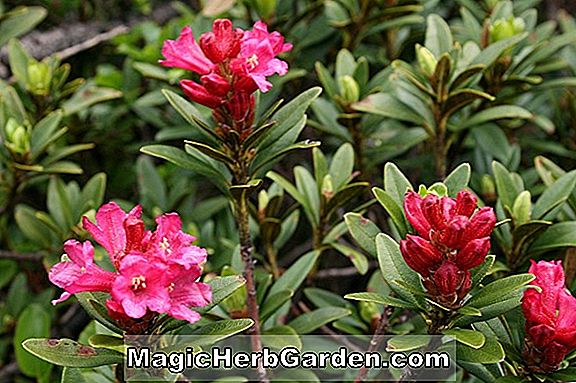 Rhododendron hybrida (Azalée au début de Beni Robin Hill)