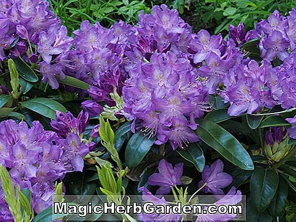 Rhododendron (Azalée hybride Ida Marnion Hines) - #2