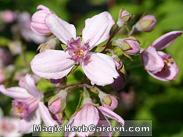 Rhododendron hybrida (Rosa Wolke Carla Azalea) - #2