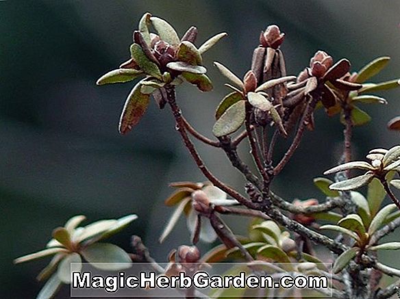 Rhododendron hybrida (frostige Robin Hill Azalee) - #2