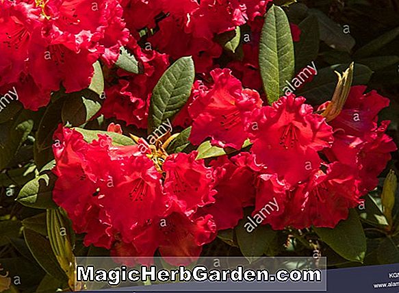 Begonia Granny (Granny Begonia)