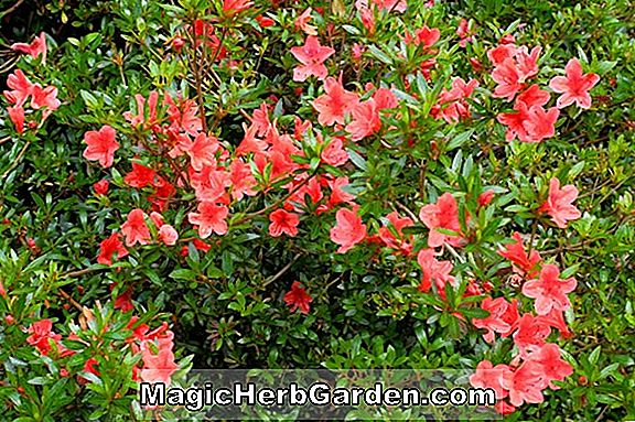 Rhododendron indicum (Macrantha Double Indica Azalea)