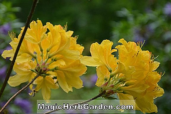 Rhododendron japonicum x molle (Azalée hybride de Prince Albert Mollis) - #2