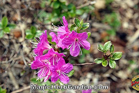 Rhododendron kiusianum (Yuzuki Kyushu Azalee) - #2