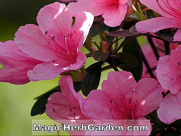 Rhododendron (Frau Jules Buyssens Mollis Hybride Azalee)