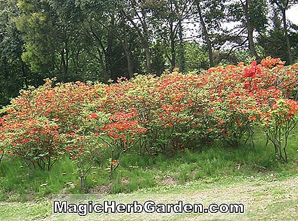 Rhododendron molle subsp. japonicum (azalée japonaise) - #2