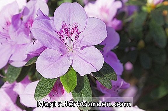 Rhododendron (Frau Gomer Waterer Knap Hill Azalee)