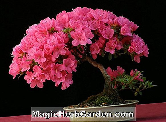 Plantes: Rhododendron (azalée hybride Marmion Mollis) - #2