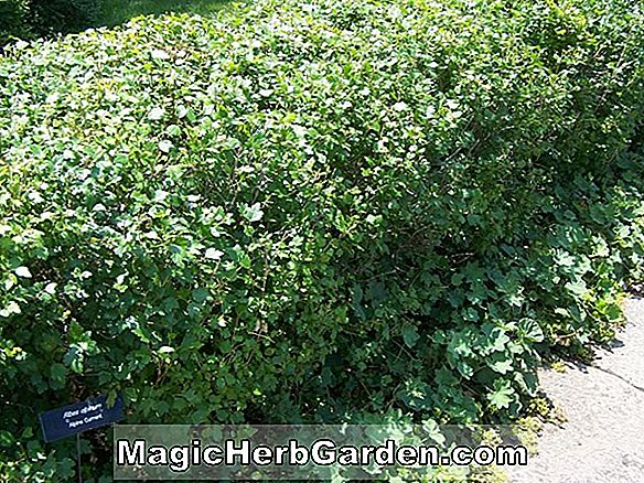 Pflanzen: Ribes alpinum (