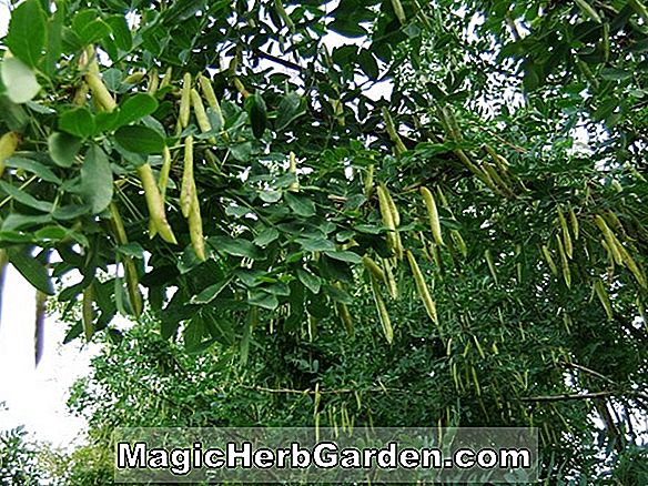 Robinia pseudoacacia ('Crispa' Robinie)