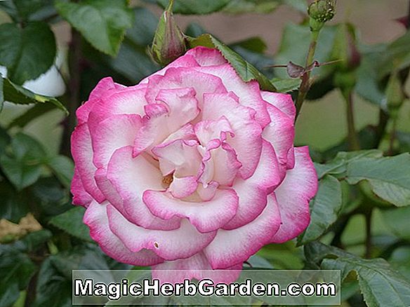 Rosa (Händel Rose)