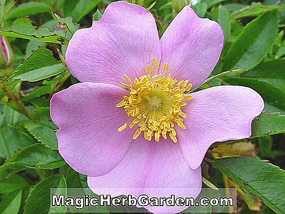 Pflanzen: Rosa (Virginia Rose)