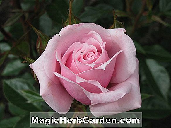 Rosa (Blumenteppich Rose)