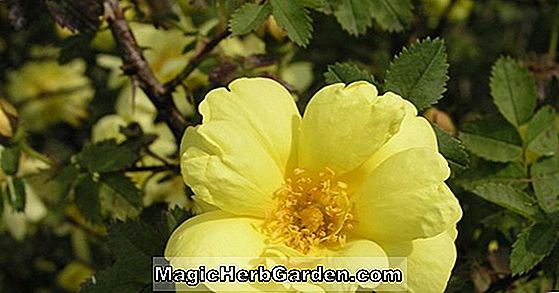 Rosa hugonis (Goldrose von China)