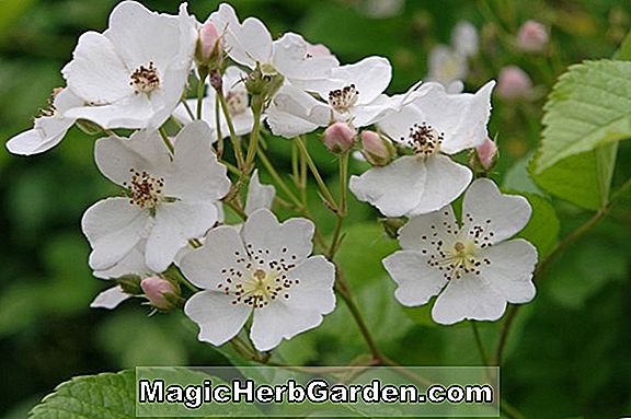 Rosa multiflora (Multiflorarose) - #2