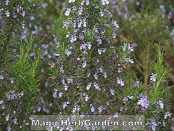Rosmarinus officinalis (Sissinghurst kék rozmaring)