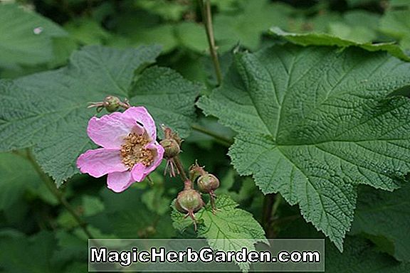 Rubus odoratus (Albus Thimbleberry)