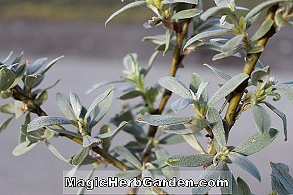Salix helvetica (Schweizer Weide)