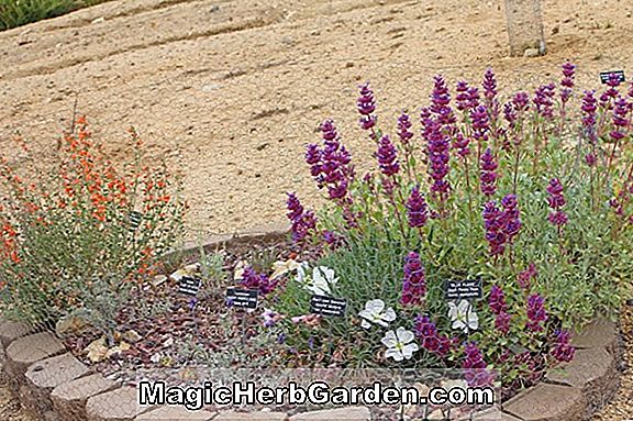 Pflanzen: Salvia caespitosa (Salbei)