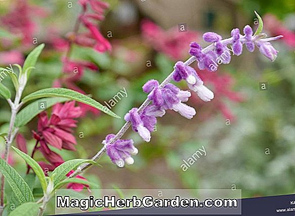 Salvia leucantha (Mexikanischer Buschsalbei)