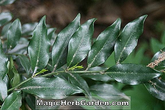 Sarcococca ruscifolia (duftende Sarcococca)