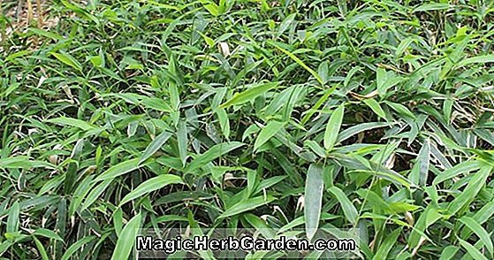 Sasaella masamuneana aureostriata (bambou) - #2